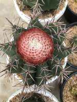 เมโลแคคตัส ให้จุกแดงหรือเซฟาเรี่ยมแล้วสวยมาก melocactus