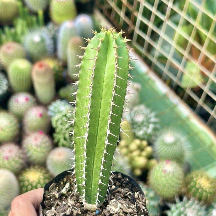 Zipper Cactus Plant Uprooted Lazada PH
