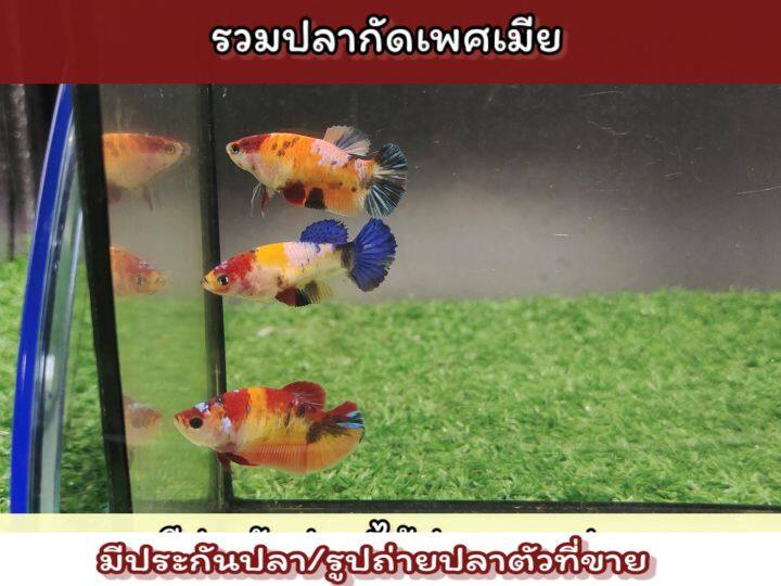 เซ็ตปลากัดรวมเมียนีโม่-พร้อมรัด-ราคาพิเศษ3ตัว-125-บ-ได้ปลาในรูป