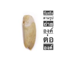 เขี้ยวหมูตัน (ใหญ่) เครื่องรางทนสิทธิ์ ทำมาหากินคล่อง