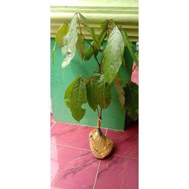 bibit tanam pohon jengkol mini siap berbuah lebat | Lazada Indonesia