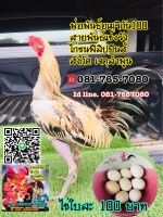 ไข่เชื้อ พม่า/อเมริกัน. แข้งรัวปืนกล ไก่ชนฟิลิปปินส์ ราาใบละ100บาท id081-7657080☎️081-7657080