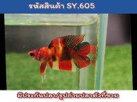 ปลากัดนีโม่สองหางลายไฟ (Young Male Nemo DT) เพศผู้ เป็นปลารุ่นสีเต็มขนาด1.4นิ้ว นำไปเลี้ยงขุนต่อจะโต สีเต็ม สวยขึ้นอีกเยอะ