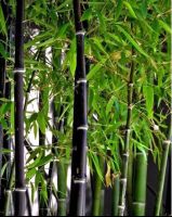 เมล็ดพันธุ์ ไผ่ดำ (Fernledt bamboo) บรรจุ 4 เมล็ด เป็นไม้มงคลหายาก