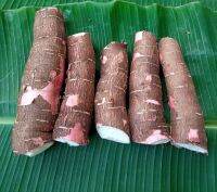 หัวมัน 5 นาที สำหรับทำขนม 1 กิโลกรัม (Cassava roots for cooking, containing 1 kilogram.)