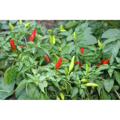 เมล็ด พริกขี้หนูหอม Hot pepper บรรจุ 25เมล็ด เผ็ดหอมมาก