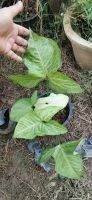 Syngonium Podophyllum 
ขนาดตามรูป