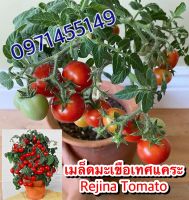 เมล็ดพันธุ์ มะเขือเทศ แคระ Rejina tomato  นำเข้าจากญี่ปุ่น ( Micro Dwarf Tomato )