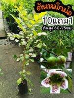 หมักม่อ สูง 60-75  เซนติเมตร