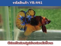 ปลากัดนีโม่ เพศผู้ สีส้มดำสดขนาด 1.5 นิ้ว