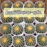 ถูกที่สุดแคคตัสถังทองเพาะเมล็ด Golden cactus?ขนาด10-13ซม. กระบองเพชร  ไม้อวบน้ำ cactus succulent