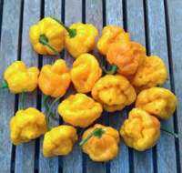 เมล็ดพันธุ์ พริกจาไมก้า สีเหลือง (Yellow Jamaica Pepper Seed) ความเผ็ด 100,000-300,000 SHU บรรจุ 5 เมล็ด