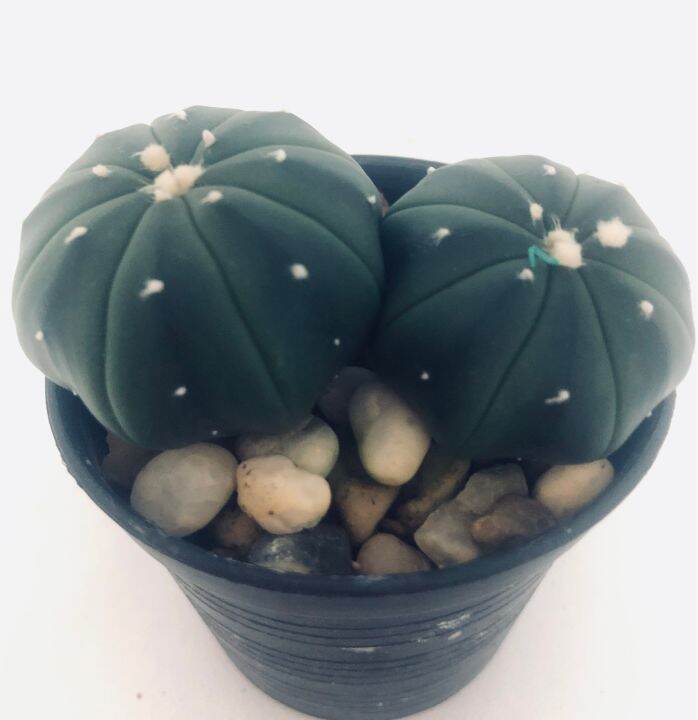 แคคตัส-แอสโตร-astrophytum-asterias-กระถาง-2-ต้น