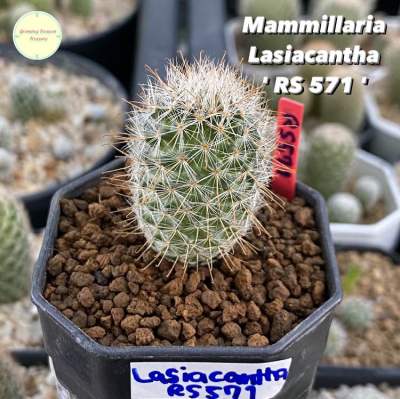 [ MAMM16 ] [ ไม้รหัส ] Mammillaria Lasiacantha  RS 571  แมมมิลลาเรีย ลาเซียแคนต้า ไม้เมล็ด ไม้ชำหน่อ แคคตัส กระบองเพชร ไม้อวบน้ำ ต้นไม้