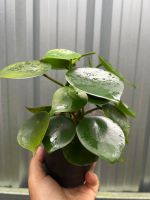 เปปเปอร์หยดน้ำ Peperomia raindrop กระถาง4นิ้ว