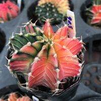 Cactus แคนตัส ยิมโนด่าง สวยๆ ขนาด 4.5cm+Hdy506