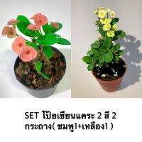 SET โป๊ยเซียนแคระ 2 สี 2 กระถาง( ชมพู1+เหลือง1 )