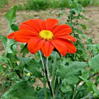 เมล็ดพันธุ์ ทานตะวัน เม็กซิกัน (Mexican Sunflower Seed) บรรจุ 20 เมล็ด คุณภาพดี ราคาถูก ของแท้ 100%