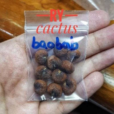 เมล็ดพันธุ์ เบาบับ Baobab Digitata 10 เมล็ด 59 บาท มีแถม