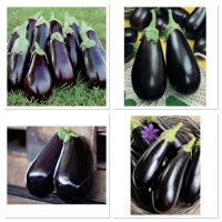 เมล็ดพันธุ์ มะเขือ ฟลอริด้า (Florida Market Eggplant Seed) บรรจุ 100 เมล็ด คุณภาพดี ราคาถูก ของแท้ 100%