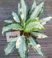 อโกลนีมาสุวรรณภูมิด่าง
#อโกลนีมา#Aglaonema#อโกลนีมาด่าง
Aglaonema sp. Suwannaphum