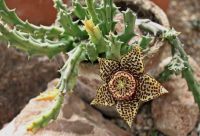 เก๋งจีนปลาดาวจุด Orbea Variegata