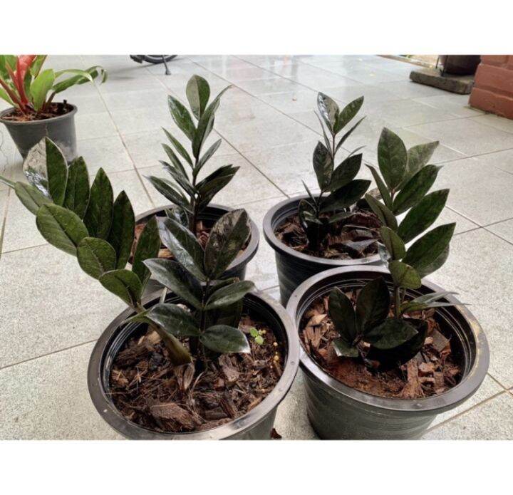 สวยอายุยืนนาน-ต้นกวักมรกตดำ-กระถาง-6-5-นิ้ว-zamioculcas-zamiifolia-black-สูง15-25-cm-กวักดำ-กวักนิลต้นไม้มงคล-โขดสวย-ไม้ฟอกอากาศ-เสริมโชคลาภฟอร์มสวยทุกต้น