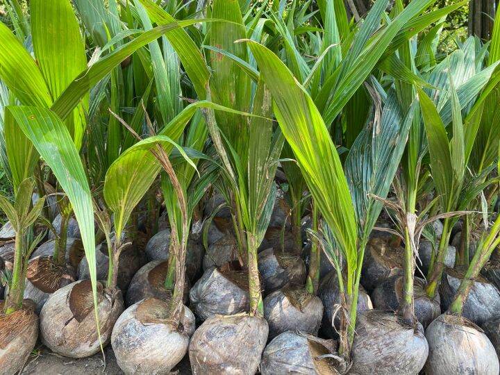 Thailen Pandan Coconut Tree Lazada