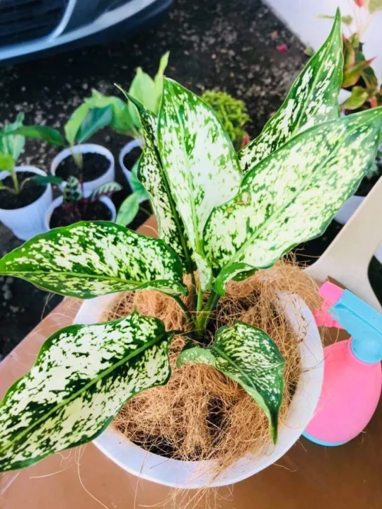 Aglaonema Snow White | Lazada PH