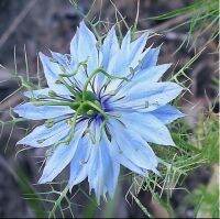 เมล็ดพันธุ์ ดอกรักในสายหมอก (Blue Love in a mist Seed) บรรจุ 30 เมล็ด คุณภาพดี ราคาถูก ของแท้ 100%