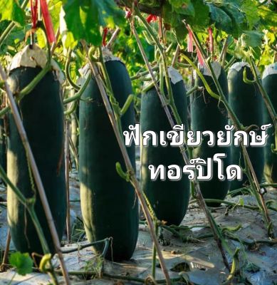 ฟัก เมล็ดพันธุ์ฟักเขียวยักษ์ทอร์ปิโด Wax gourd Torpedo seed บรรจุ 10 เมล็ด 10 บาท☘️