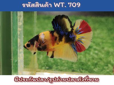 ปลากัดนีโม่ สีสวยสด เพศผู้ ขนาด1.4-1.5นิ้ว