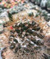 แมมนิโวซ่าหนามทอง Mammillaria nimosa