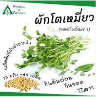 From a Farm | ฟอร์มอะฟาร์ม • เมล็ด ผักโตเหมี่ยว(ยอดถั่วลันเตา)  Sugar pea ปลูกง่ายโตไว ไมโครกรีน ต้นอ่อน โตเหมี่ยว 7 วันได้กิน เมล็ดพันธุ์ นำเข้าจากจีน ปลูกผักกินเอง