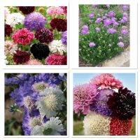 เมล็ดพันธุ์ สกาบิโอซาคละสี (Mixed Scabiosa) บรรจุ 50 เมล็ด