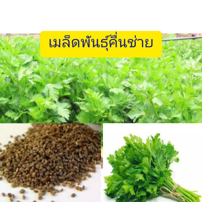 เมล็ดพันธุ์คื่นช่าย