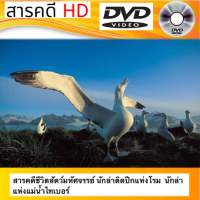 DVD สารคดี ชีวิตสัตว์มหัศจรรย์ นักล่าติดปีกแห่งโรม นักล่าแห่งแม่น้ำไทเบอร์ ภาพชัด เสียงชัดดีวีดี (รหัส SRD001)