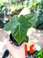 ??Alocasia frydex??อโลคาเซียฟรายเด็ค ?ต้นเขียวจากแม่ด่าง?