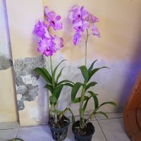 กล้วยไม้หวาย ลูกผสม ดอกแคทลียา สีชมพูดอกใหญ่ Dendrobium hybrid