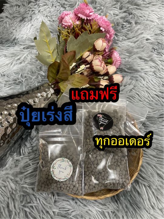 บอนสีเศรษฐีพันล้านแท้-ซื้อ2ฟรี1