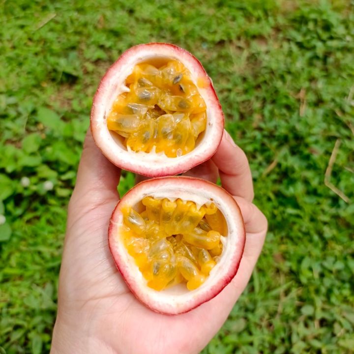 1-กก-เสาวรสพันธุ์ไทนุง-เก็บใหม่สดทุกวันจากสวนเชียงราย-passion-fruit-หวานอมเปรี้ยว