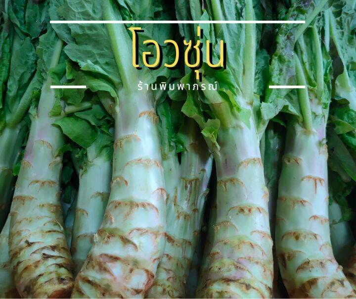 ผักโอวซุน-ผักสลัดต้น-ผักสลัดจีน-ผักสลัดโอวซุ่น-1กก-80บาท-สดจากสวน