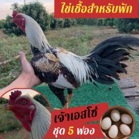 ไข่เชื้อไก่ชน ชุด 5 ฟอง เจ้าเอสโซ่ สำหรับฟัก