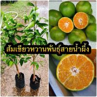 ?ต้นส้มเขียวหวานพันธุ์สายน้ำผึ้ง? (เสียบยอด) ลูกใหญ่หวานปลูก 2ปี ติดผล