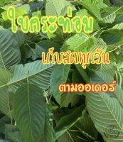 ใบกระท่อมสด#ใบรวมคละไซร์คละพันธุ์ 250 กรัม#เก็บสดทุกวันตามออเดอร์ ใบสวย เคี้ยวอร่อย ต้มหอมอร่อย