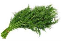 เมล็ด ผักชีลาว (Dill / Sweet Fennel) บรรจุ 200 เมล็ด ความงอก 80% งอกดี กอใหญ่ น้ำหนักดี