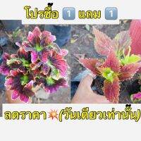 ต้นไม้ประดับ 1️⃣ แถม 1️⃣ ฟรี ?ฤาษีผสม เป็นไม้พุ่มอายุประมาณ 2 ปีต้นลำต้นและกิ่งก้านเป็นเหลี่ยมทุกส่วนอวบน้ำ ใบเดี่ยวออกตรงข้ามกันเป็นรูปไข่-รูปรี มีสี ลวดลาย แตกต่างกันมากว่า100 สี จัดส่งทั้งกระถาง3 นิ้ว รากเดินดี