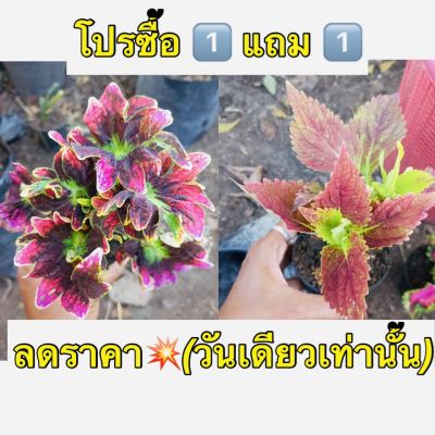 ต้นไม้ประดับ 1️⃣ แถม 1️⃣ ฟรี 💥ฤาษีผสม เป็นไม้พุ่มอายุประมาณ 2 ปีต้นลำต้นและกิ่งก้านเป็นเหลี่ยมทุกส่วนอวบน้ำ ใบเดี่ยวออกตรงข้ามกันเป็นรูปไข่-รูปรี มีสี ลวดลาย แตกต่างกันมากว่า100 สี จัดส่งทั้งกระถาง3 นิ้ว รากเดินดี