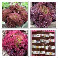 เมล็ดพันธุ์ ผักสลัด โลโลรอสซ่า (Lollo Rossa Lettuce Seed ) บรรจุ 100 เมล็ด