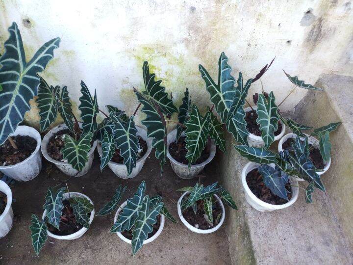 Alocasia Amazonica (gabi gabi) live plant with free white pot Lazada PH